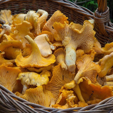 Girolles Bio - France - les 100g