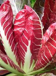 Salade Chicorée Trevisanne allongée rouge Bio Origine Italie - les 500g