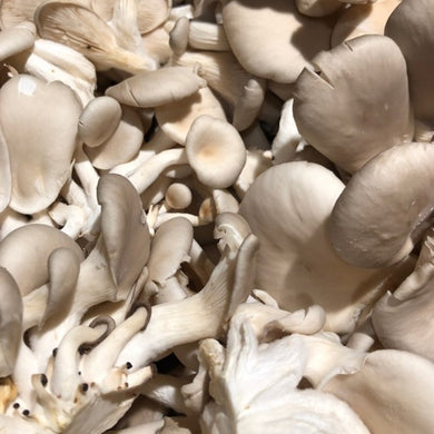 Pleurote Bio - Montmélian (73) - 300g