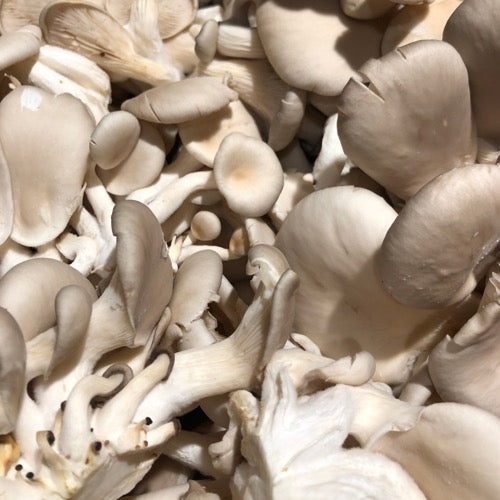 Pleurote Bio - France (69) - 200g