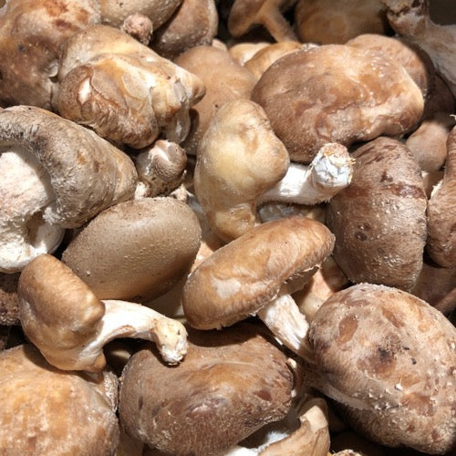 Shiitaké Bio - France (69)  - 200g